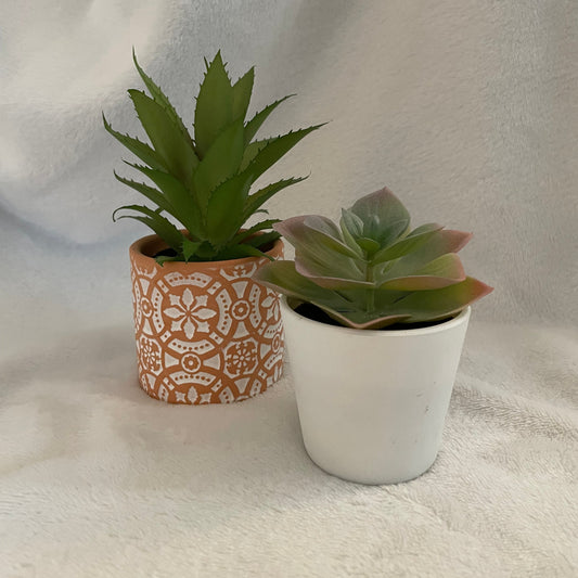 Small House Plant